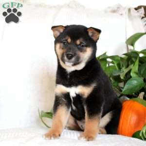 Zander, Shiba Inu Puppy