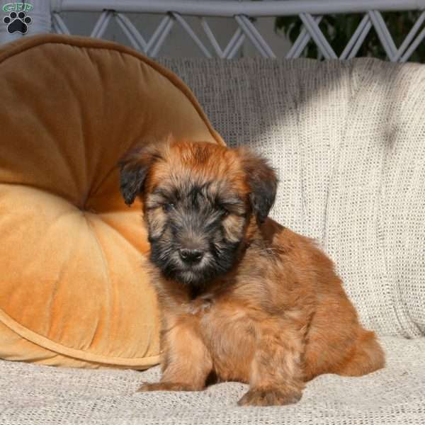 Zara, Soft Coated Wheaten Terrier Puppy