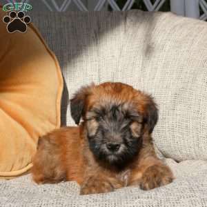 Zara, Soft Coated Wheaten Terrier Puppy