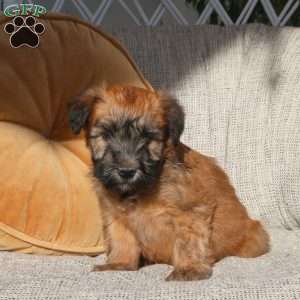 Zara, Soft Coated Wheaten Terrier Puppy