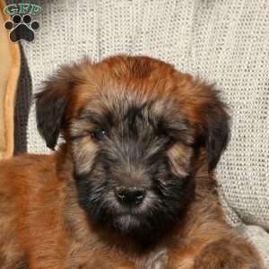 Zara, Soft Coated Wheaten Terrier Puppy