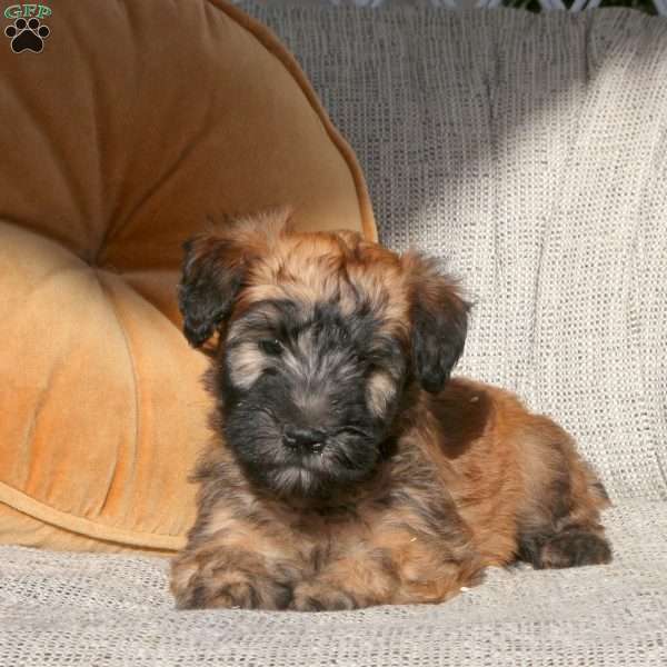 Zelda, Soft Coated Wheaten Terrier Puppy