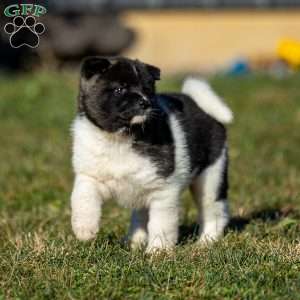 Zelene, Akita Puppy