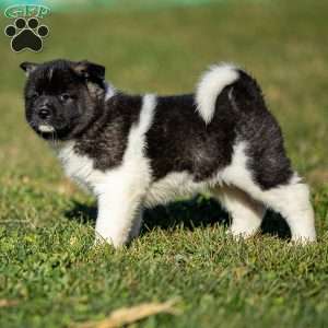 Zelene, Akita Puppy