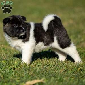 Zelene, Akita Puppy