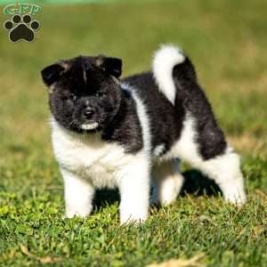 Zelene, Akita Puppy