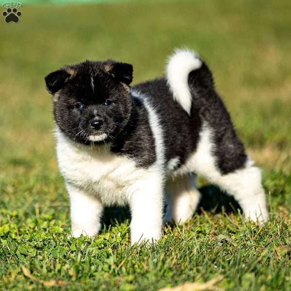 Zelene, Akita Puppy