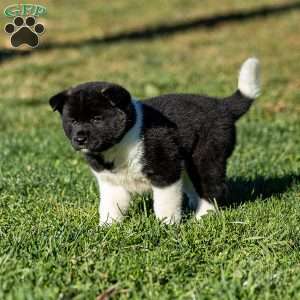 Zetta, Akita Puppy