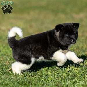 Zetta, Akita Puppy