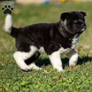 Zetta, Akita Puppy