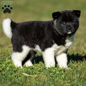 Zetta, Akita Puppy