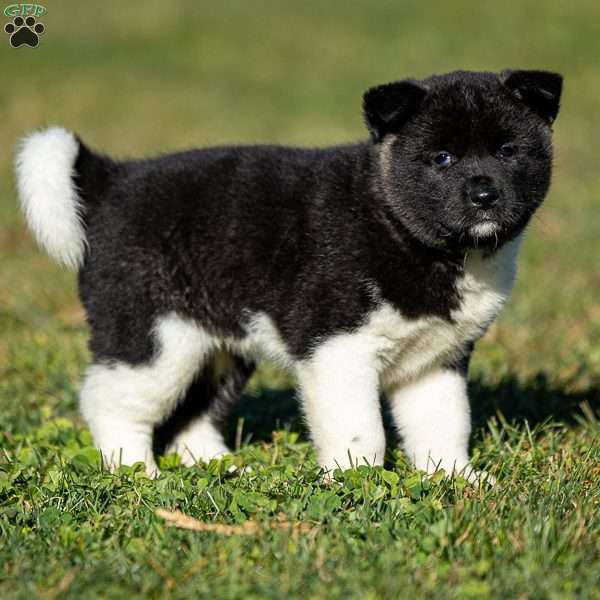 Zetta, Akita Puppy