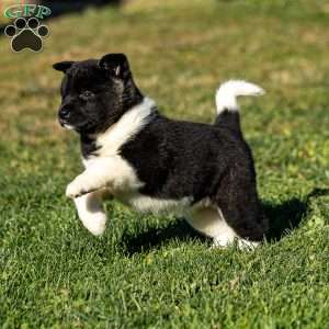 Zetta, Akita Puppy