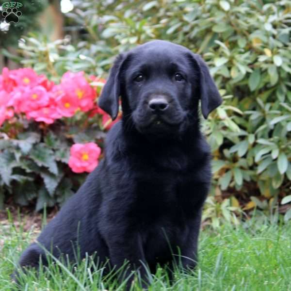 Ziggy, Black Labrador Retriever Puppy