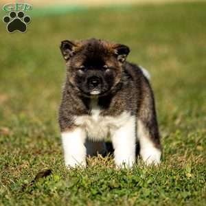 Zinnia, Akita Puppy