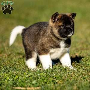 Zinnia, Akita Puppy