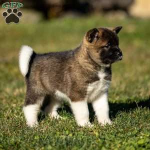 Zinnia, Akita Puppy