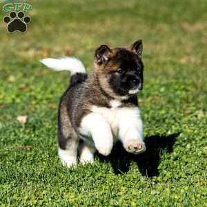 Zinnia, Akita Puppy