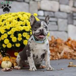 Zoey, French Bulldog Puppy