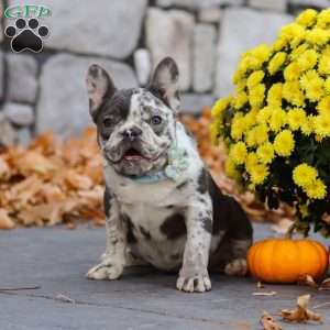 Zoey, French Bulldog Puppy