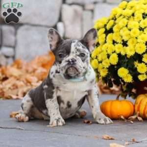 Zoey, French Bulldog Puppy