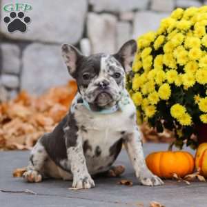 Zoey, French Bulldog Puppy