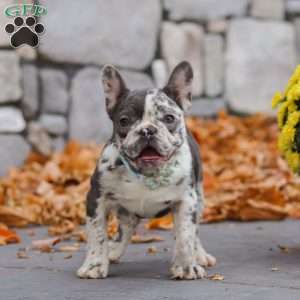 Zoey, French Bulldog Puppy