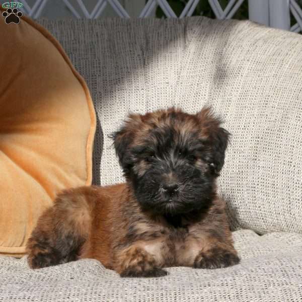 Zoey, Soft Coated Wheaten Terrier Puppy