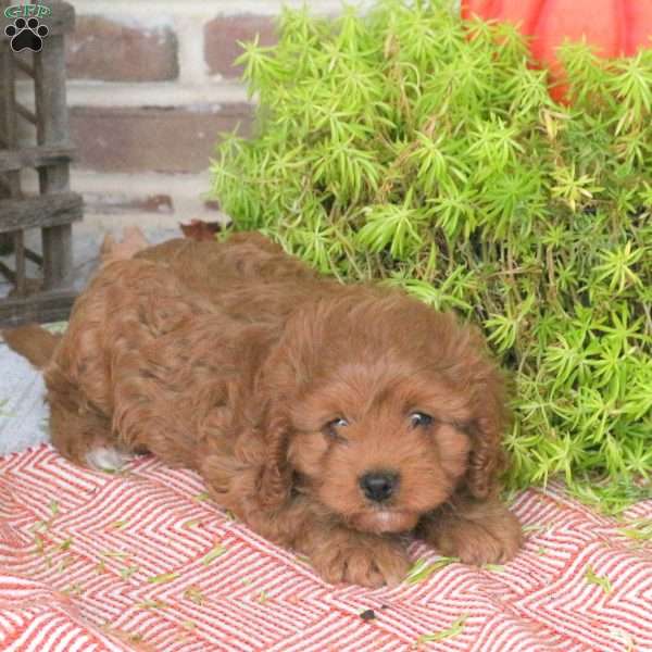 Zoey, Cavapoo Puppy