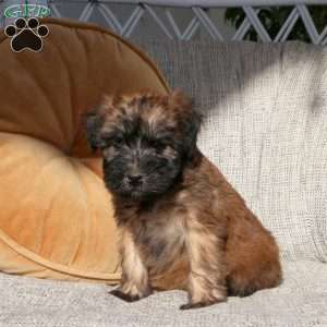 Zoey, Soft Coated Wheaten Terrier Puppy