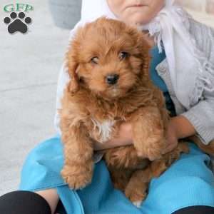 Zoey, Cavapoo Puppy