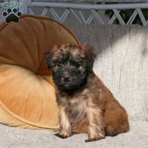 Zoey, Soft Coated Wheaten Terrier Puppy