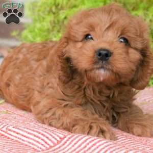 Zoey, Cavapoo Puppy