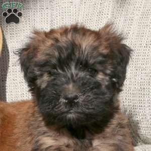 Zoey, Soft Coated Wheaten Terrier Puppy