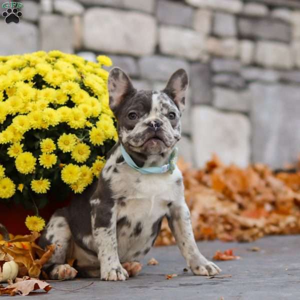 Zoey, French Bulldog Puppy