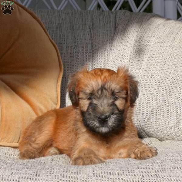 Zola, Soft Coated Wheaten Terrier Puppy