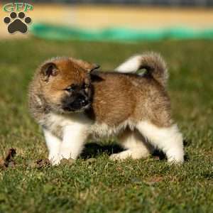 Zori, Akita Puppy