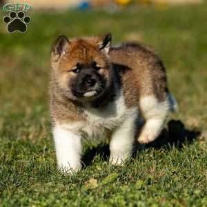 Zori, Akita Puppy