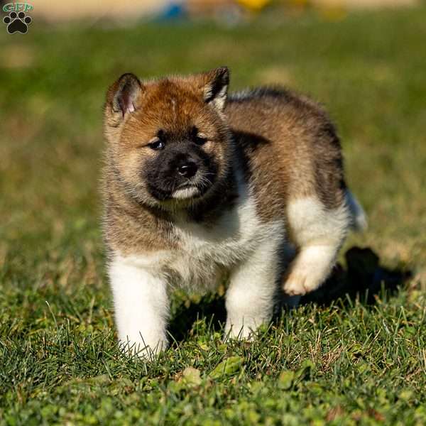 Zori, Akita Puppy