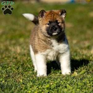 Zori, Akita Puppy