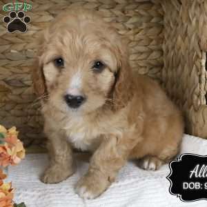 Allie, Cockapoo Puppy