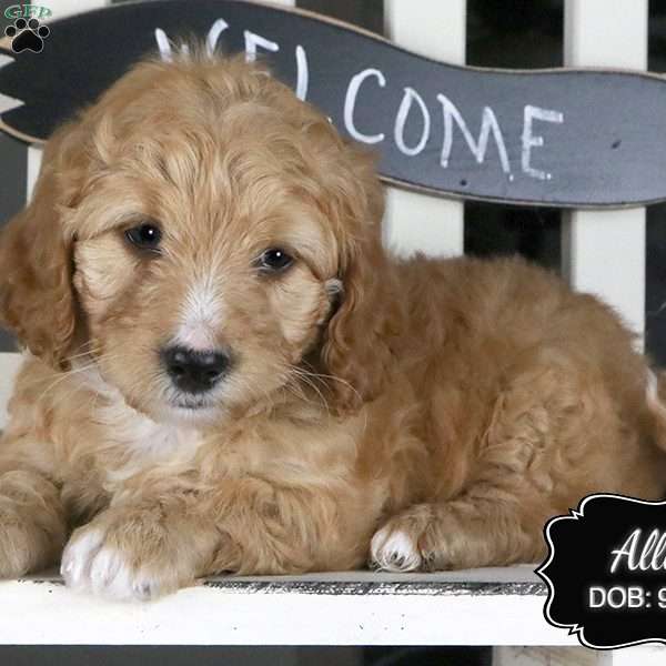 Allie, Cockapoo Puppy