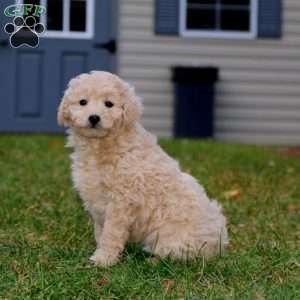 Anna, Mini Goldendoodle Puppy