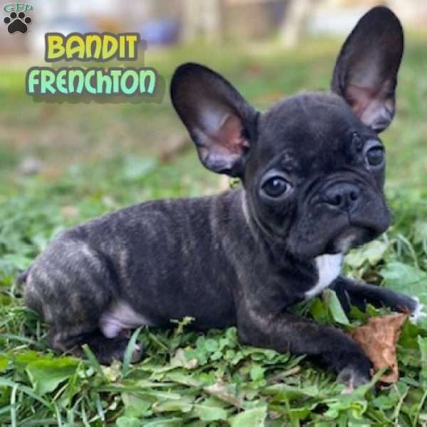 Bandit, Frenchton Puppy