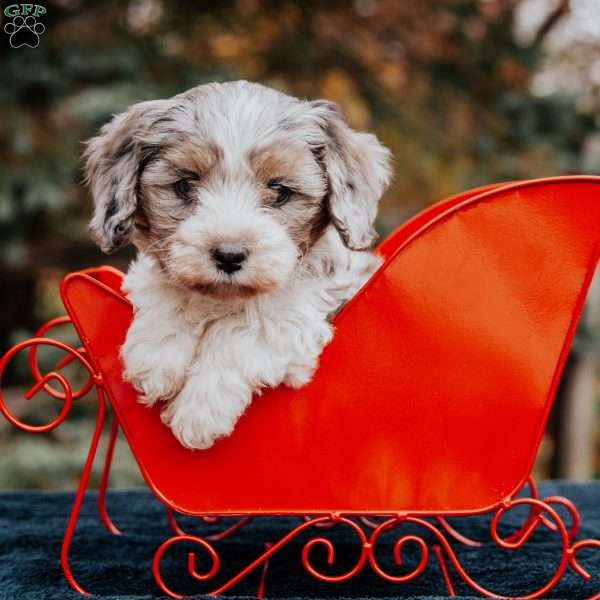 Bandit, Cavapoo Puppy