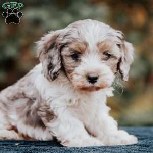 Bandit, Cavapoo Puppy