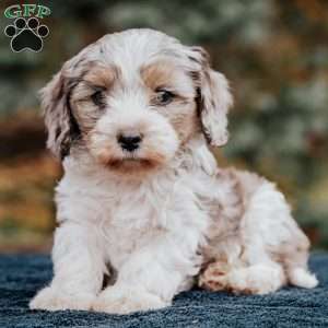 Bandit, Cavapoo Puppy