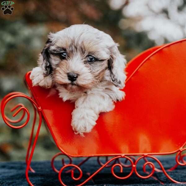 Bella, Cavapoo Puppy