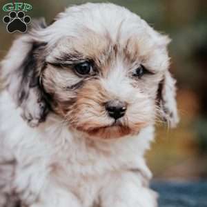 Bella, Cavapoo Puppy