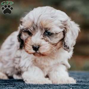 Bella, Cavapoo Puppy